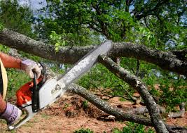 Professional Tree Care in Altamont, IL