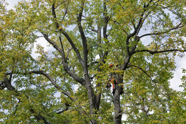 How Our Tree Care Process Works  in  Altamont, IL